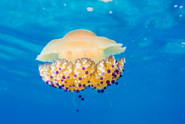 istock Mediterranean Fried Egg Jellyfish - Cotylorhiza tuberculata. Blue waters. 1196992344