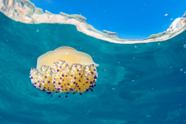 istock Mediterranean Fried Egg Jellyfish - Cotylorhiza tuberculata. Blue waters. 1196992345