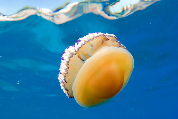 istock Mediterranean Fried Egg Jellyfish - Cotylorhiza tuberculata. Blue waters. 1196992346