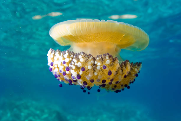istock Mediterranean Fried Egg Jellyfish - Cotylorhiza tuberculata. Blue waters. 1196992408
