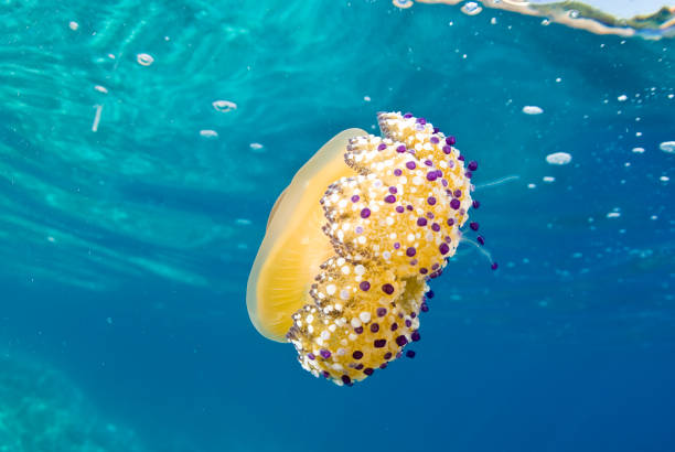 istock Mediterranean Fried Egg Jellyfish - Cotylorhiza tuberculata. Blue waters. 1196992409