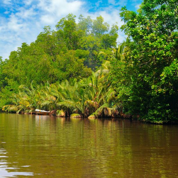 istock Tropical palm forest on the river bank. 1196994917