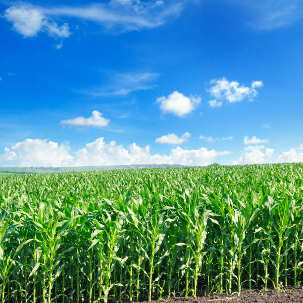 istock Green corn field and bright blue sky. 1196994924
