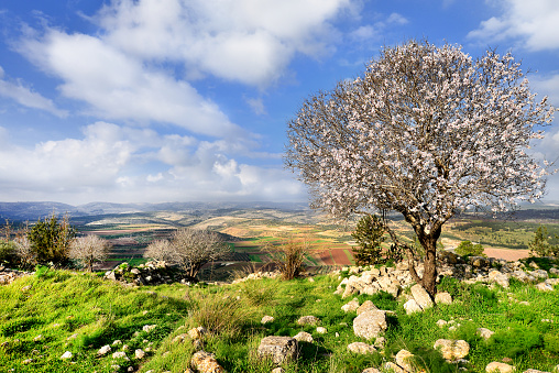 Beautiful almond tree in National Adulam park. Israel spring in Adulam park.