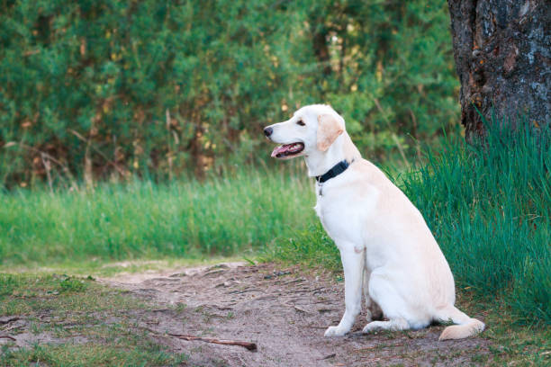 istock Labrador retriever. Dog in park, sunset evening. 1196996476