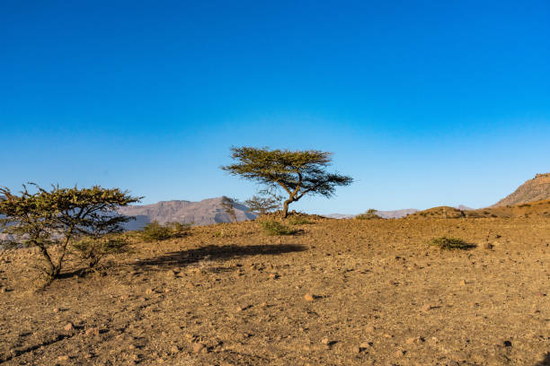 krajobraz na wyżynach lalibela, etiopia - ethiopian highlands zdjęcia i obrazy z banku zdjęć