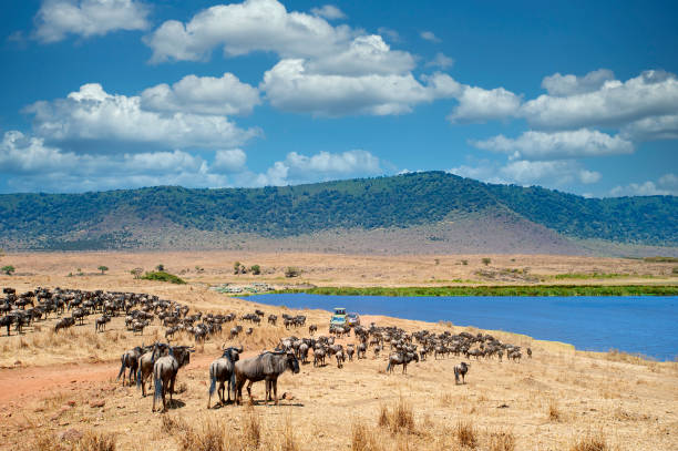 vehículos safari entre grandes manadas de animales, cráter ngorongoro, tanzania - cráter fotografías e imágenes de stock