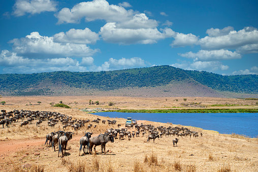 Safari vehicles with tourists in between large herds of Wildebeest (Gnu, Connochaetes) and Zebras (Equus quagga, formerly Equus burchelli) inside world famous Ngorongoro Crater.\n\nLocation: Ngorongoro Conservation Area, Northern Tanzania. Shot in wildlife.