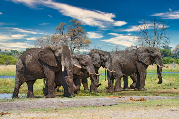 istock African elephants at river Khwai, Okavango Delta, Botswana, 1196998630