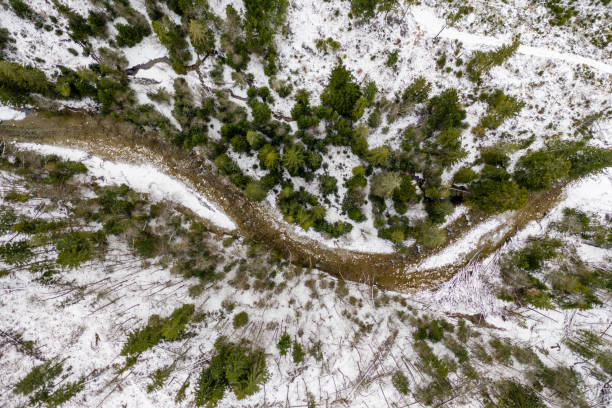 istock in snow covered forest, top down aerial view 1196999529