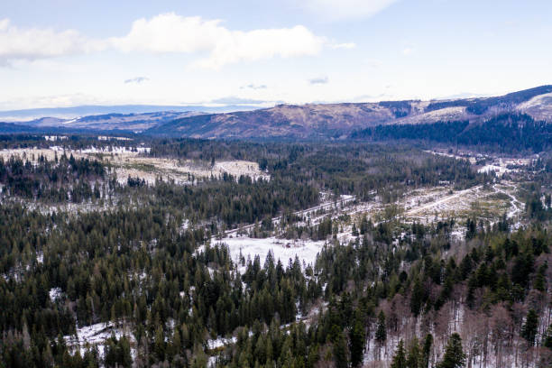 istock in snow covered forest, top down aerial view 1196999545