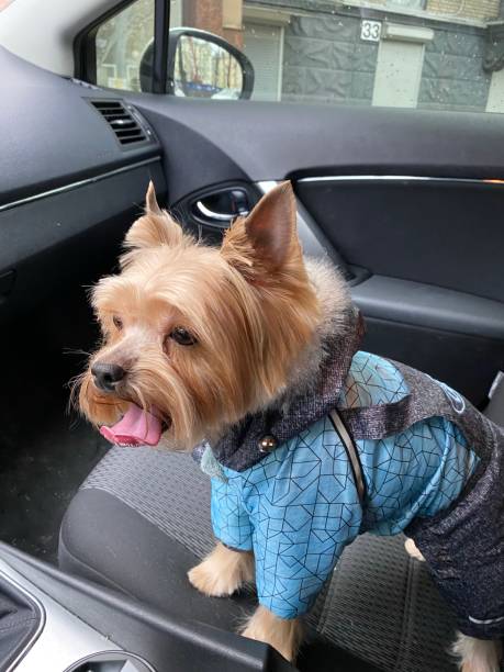 istock Yorkshire Terrier in a winter suit 1196999563