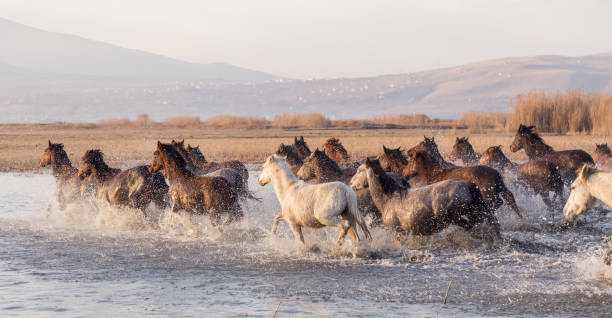 istock Herd of Wild Horses Running in River 1197000274