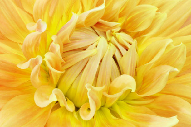 istock Dahlia flower 1197000725