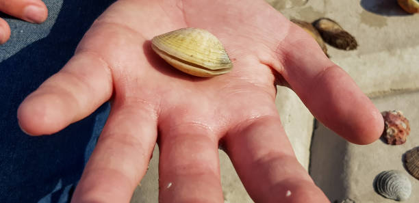 istock Sea shells by the ocean, Corniche, Doha, Qatar 1197001476