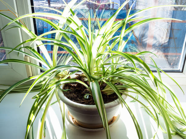 istock green Chlorophytum houseplant illuminated by sun 1197001571
