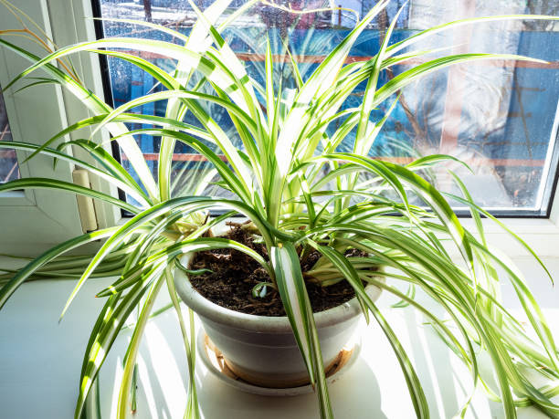 green Chlorophytum houseplant illuminated by sun green Chlorophytum houseplant illuminated by sun at home windowsill in country house spider plant photos stock pictures, royalty-free photos & images