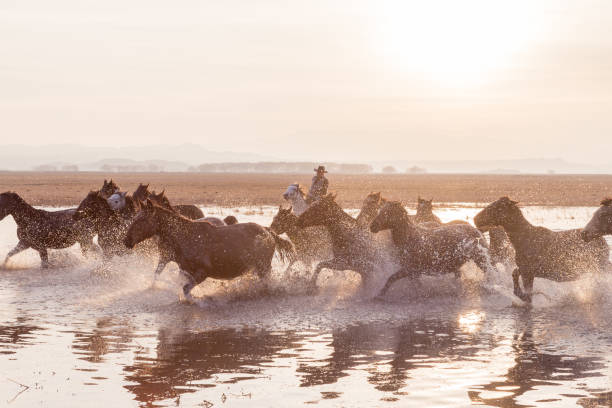 istock Wild Horses running in water 1197002321