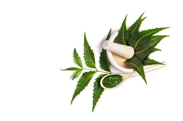 Medicinal Neem leaves in mortar and pestle with neem paste on white background stock photo