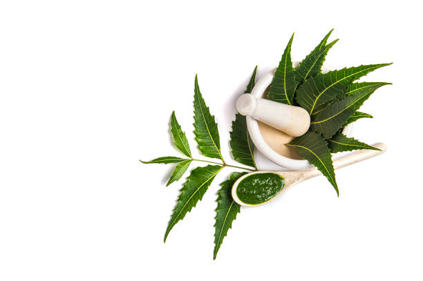 medicinal neem leaves in mortar and pestle with neem paste on white background - azadirachta indica imagens e fotografias de stock