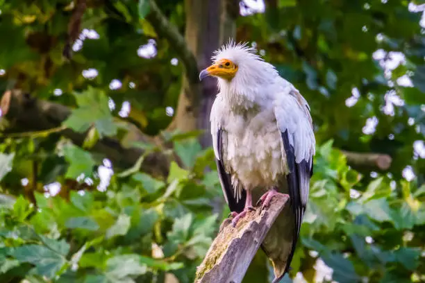 Photo of white egyptian vulture in closeup, tropical scavenger bird specie from Africa