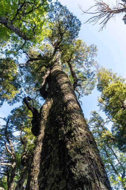 istock Forest in Conguillio National Park 1197003593