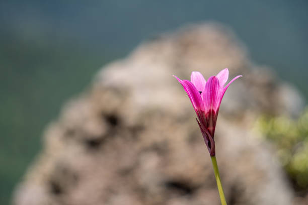 Macro photography of a flower in Conguillio National Park, Araucania Region, southern Chile