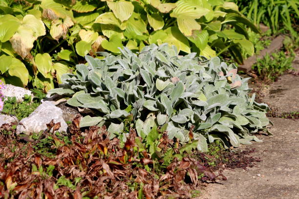 istock Lambs ear or Stachys byzantina plants with thick leaves densely covered with silver silky hairs growing in shape of small bush 1197005483