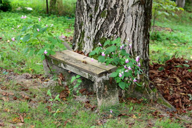 Leaning dilapidated homemade bench next to large old tree surrounded with Balfours touch me not or Impatiens balfourii open flowers