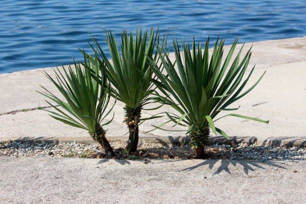 Three small Yucca tree plants with long evergreen tough sword shaped leaves growing next to concrete sidewalk and calm blue sea