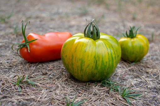 Group of ripened tomatoes in two boxes, red and green fruits after harvest, ready to eat, pepper and green zebra tomatoes