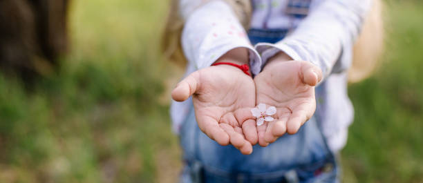 istock apricot flowers in children's hands 1197007594