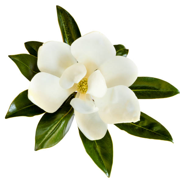 istock Magnolia Flower Isolated on White Top View 1197008350