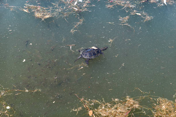istock Ecology disaster concept: single turtle in dirty pool in Sochi 1197009182