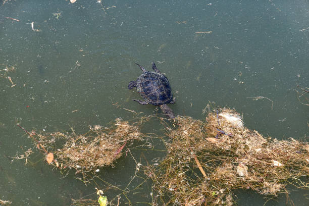 istock Ecology disaster concept: single turtle in dirty pool in Sochi 1197009241