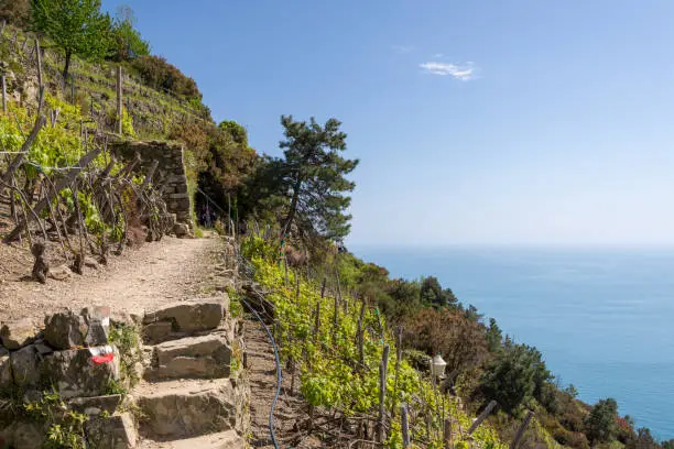 Photo of Vineyards of the coastal area Cinque Terre