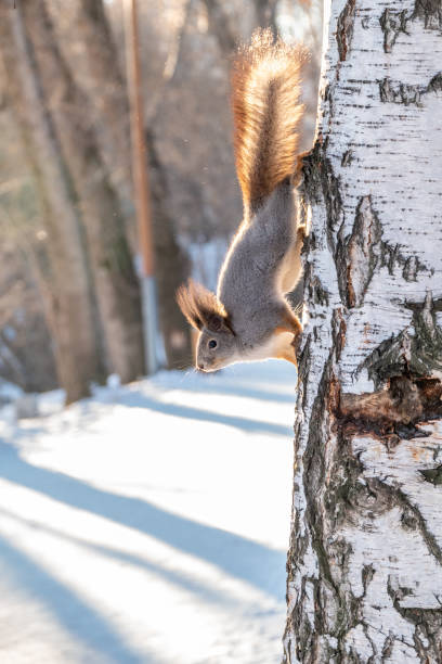 istock A squirrel with a magnificent tail descends down the tree in winter 1197010897