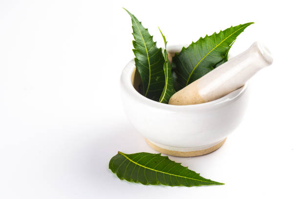 Mortar and pestle with medicinal neem leaves on white background