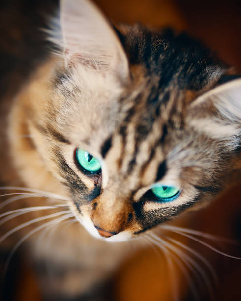 istock Portrait of striped cat. 1197011646