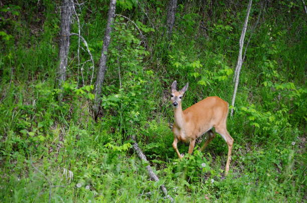 istock White Tailed Deer foraging in summer meadow 1197014725