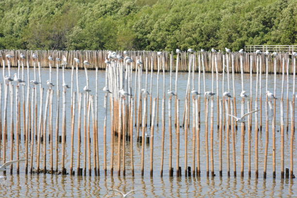 istock Seagull birds flying at a beach in Thailand 1197015151