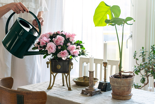 Pink Azalea, Flower Pot, Flower, Potted Plant