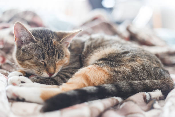 istock Young european shorthair cat sleeping in bed 1197017686