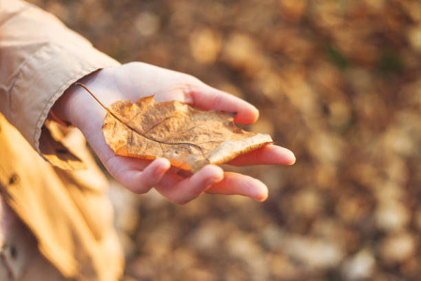 istock Autumn leaf on woman's palm. 1197017704