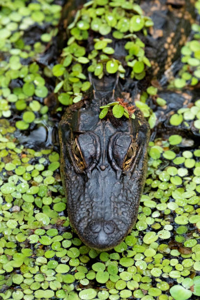 plan rapproché d'alligator dans l'herbe de canard - directly above outdoors alligator florida photos et images de collection