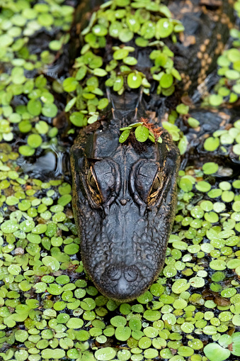American Alligator (Alligator mississippiensis) in duckweed. Corkscrew Swamp Sanctuary, Florida