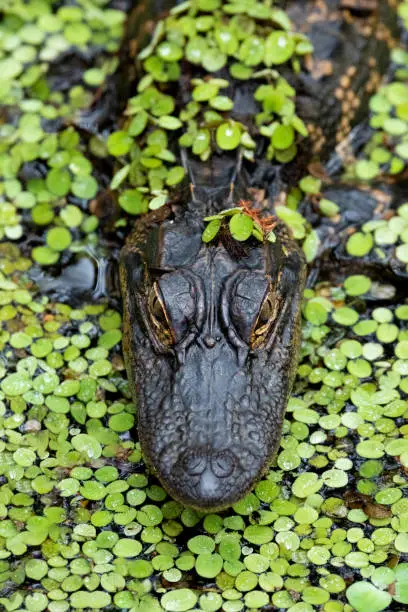 Photo of Alligator close-up in duckweed