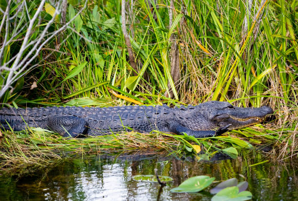 istock Alligator Basking in the Everglades 1197023345