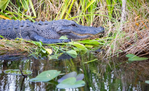 istock Alligator Basking in the Everglades 1197023371