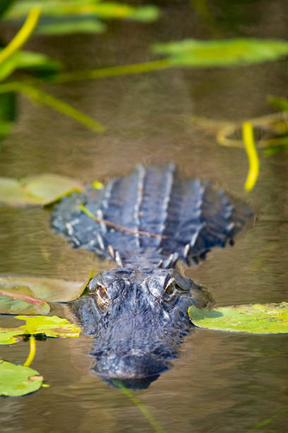 alligator lurking amongst lily pads in the florida everglades - marsh swamp plant water lily imagens e fotografias de stock